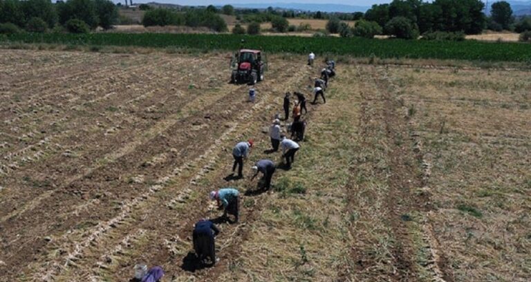 tarihin-en-kotu-hasadi-basladi-ciftcilerin-hepsi-zarar-etti-bBcwAjP1.jpg