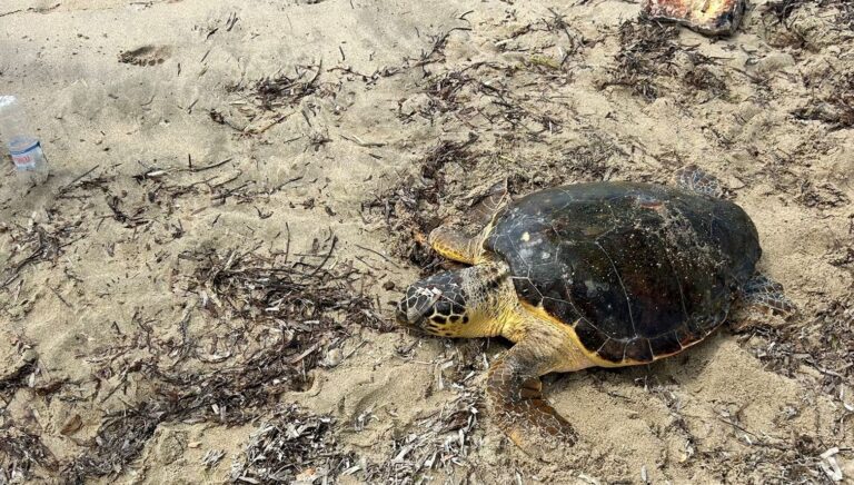 edirnede-yarali-bulunan-caretta-caretta-tedaviye-alindi-9mlk1Pes.jpg