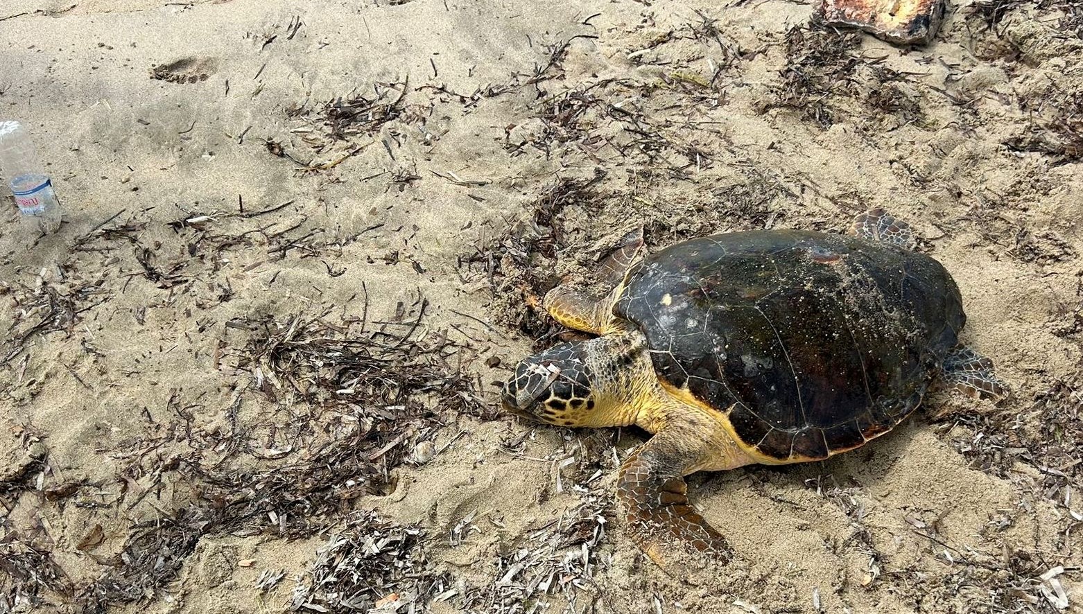 edirnede-yarali-bulunan-caretta-caretta-tedaviye-alindi-9mlk1Pes.jpg