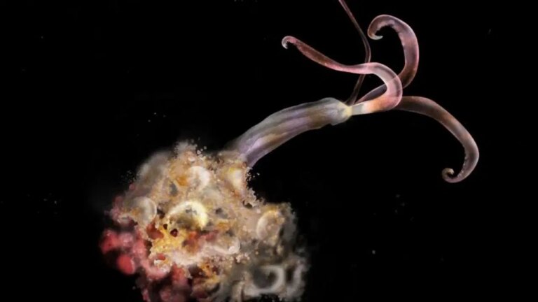 bilim insanlari uyardi zombi solucanlar yok oluyor CcHmdhQ6.jpg