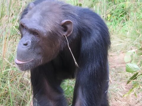 Şempanzeler arasında yayılan garip moda trendi: İnsandan görmüşler