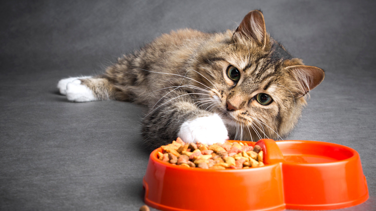 Kediler Neden Mama Kaplarındaki Mamayı Yarım Bırakıyor? Bilimsel Açıklama