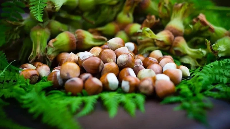 Giresun Fındığının Kısırlık Üzerindeki Etkileri Araştırıldı